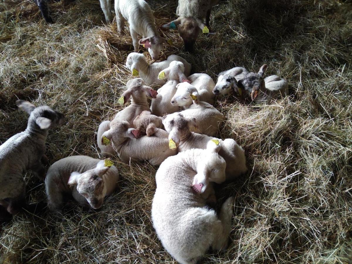 Bergerie Restauree Avec Cheminee, Jardin Clos, Animaux Acceptes - Fr-1-489-13 Sauvagny Exteriör bild